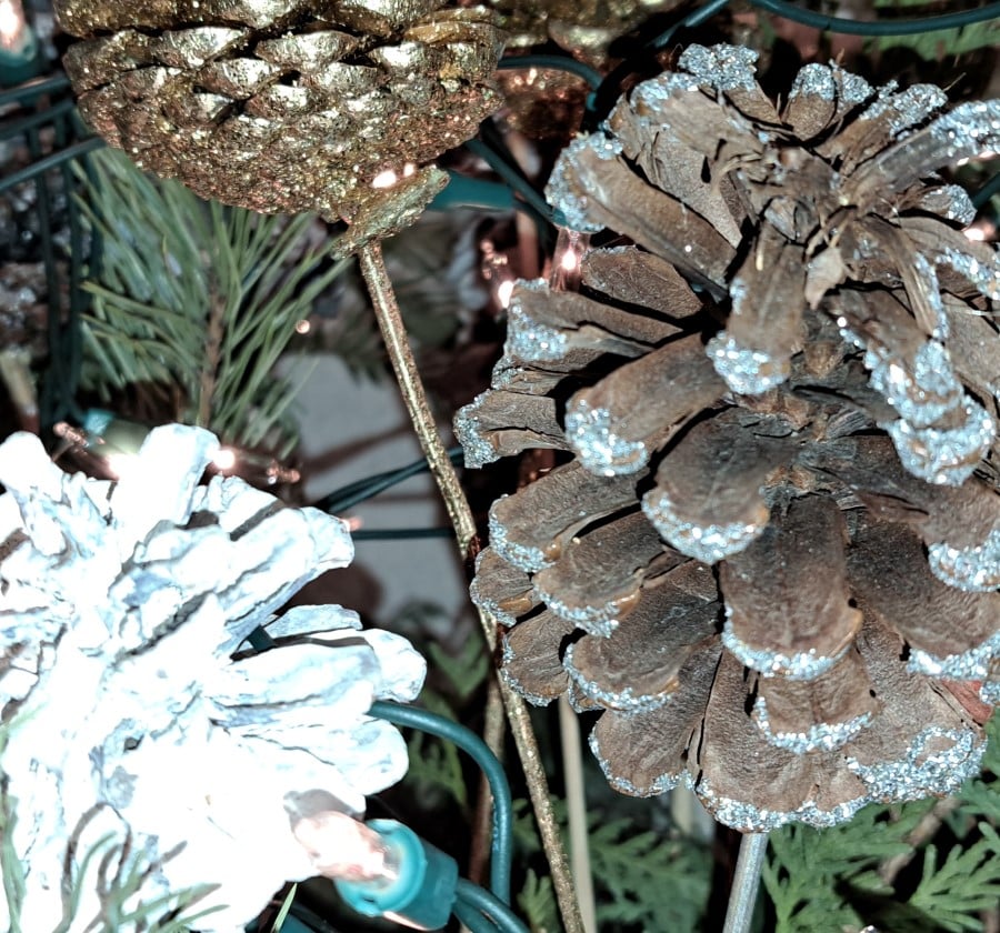 Picture of pine cones among tree branches