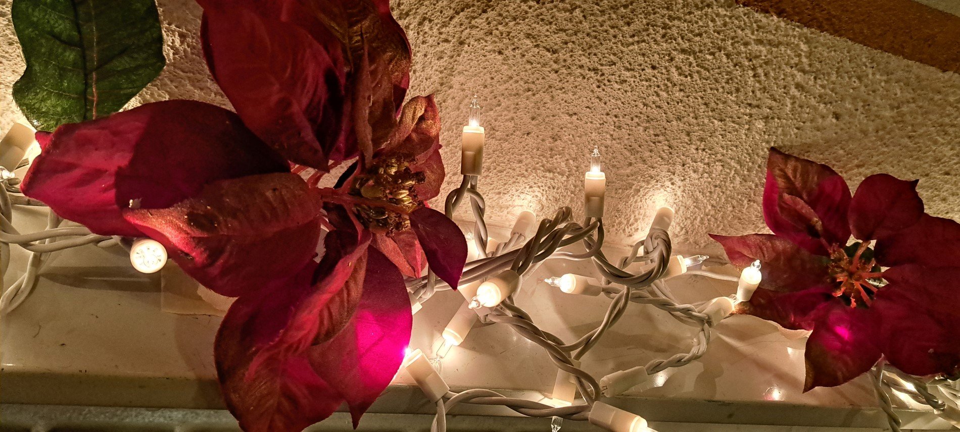 Picture of cloth poinsettias with warm white lights