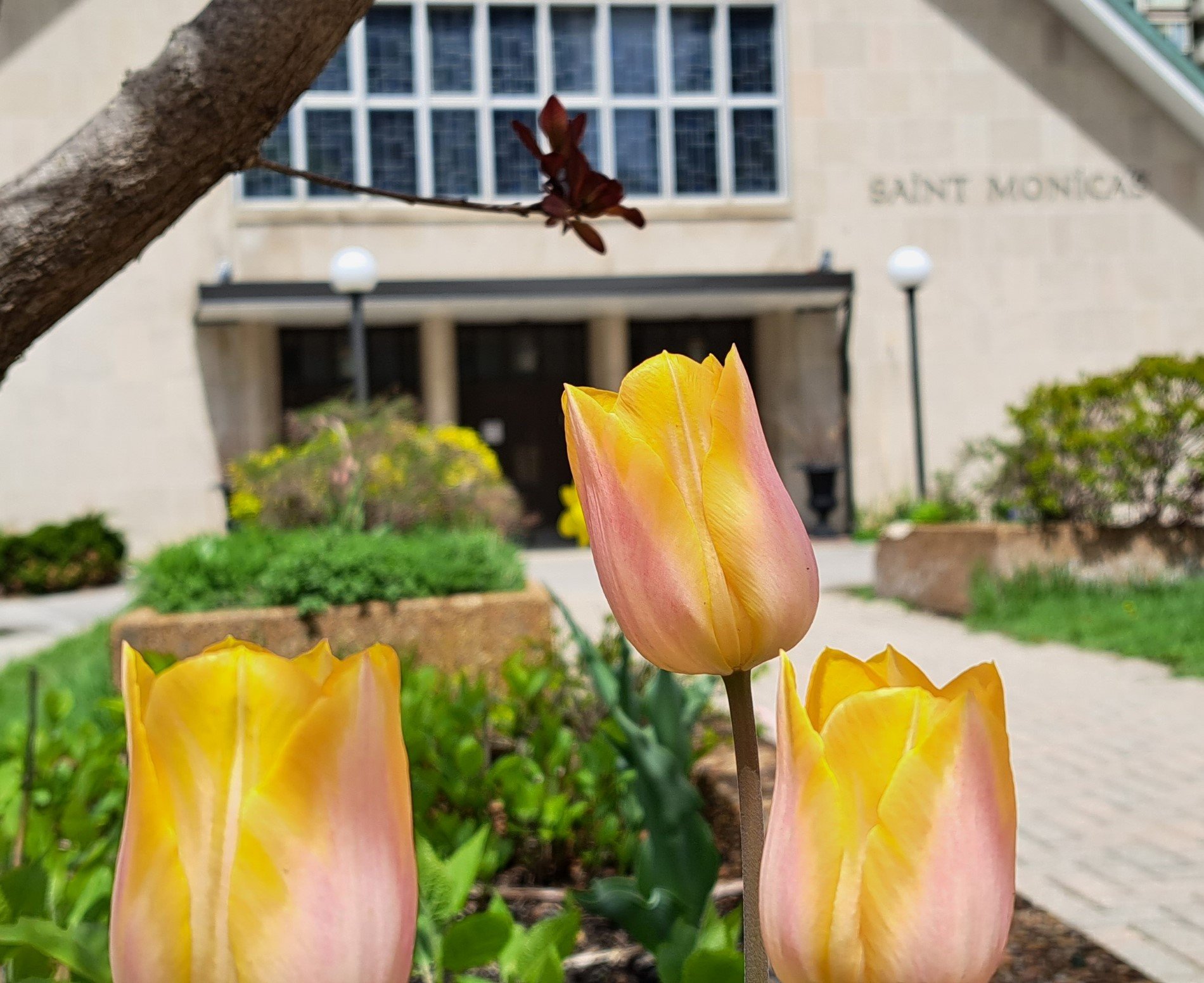 Picture of  tulips in foreground and church front in background