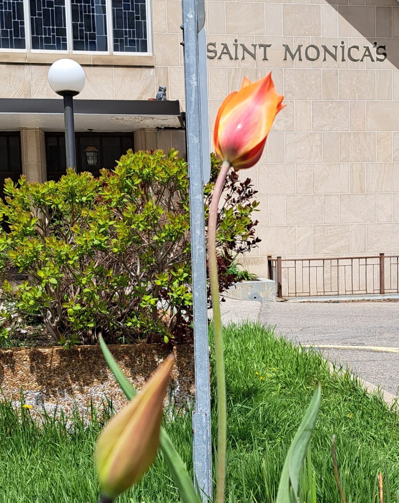 Picture of  tulips in foreground and church front in background