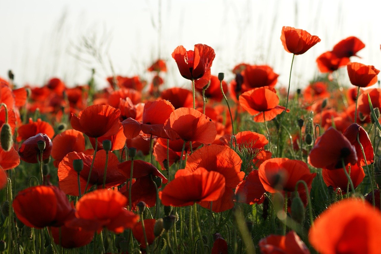 Picture of field of poppies