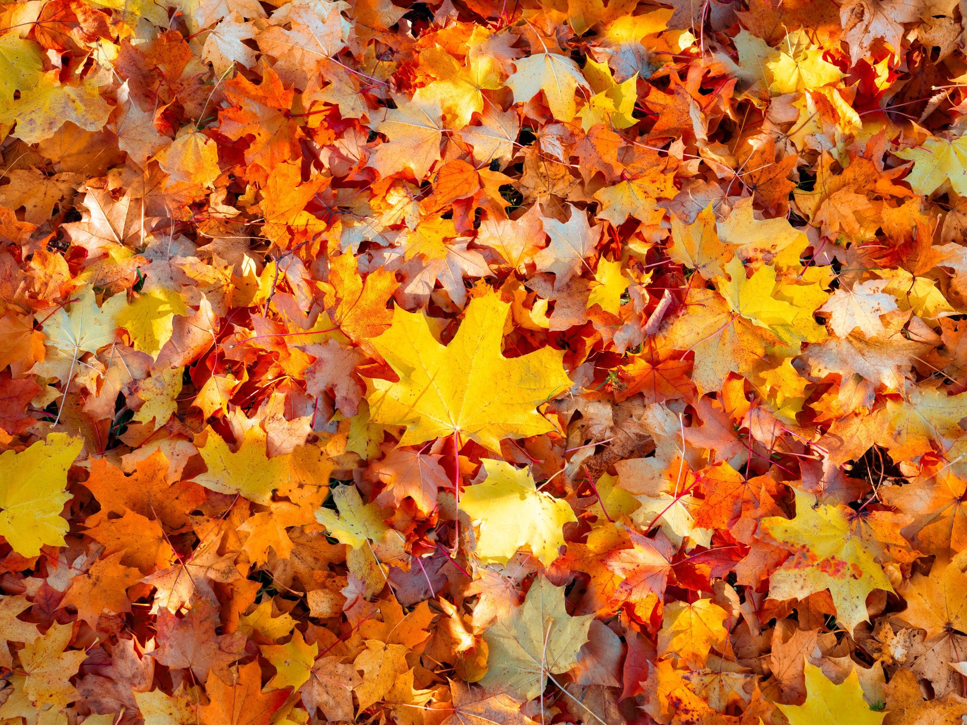 Picture of yellow and orange leaves on the ground